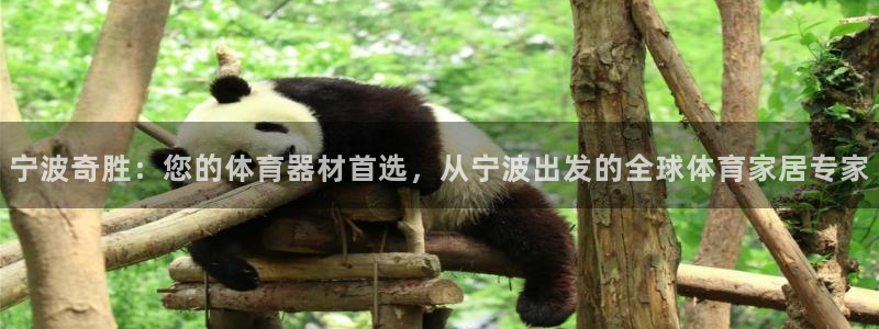 意昂体育4招商:宁波奇胜:您的体育器材首选,从宁波出发的全球