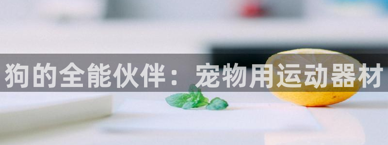 意昂4娱乐代理怎么样：狗的全能伙伴：宠物用运动器材